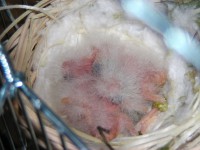 /album/canarinidacanto/a33a-un-pieno-di-piumino-bianco-jpg/